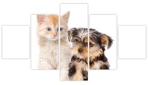 Mačiatko a šteňa - obraz (Obraz 125x70cm)