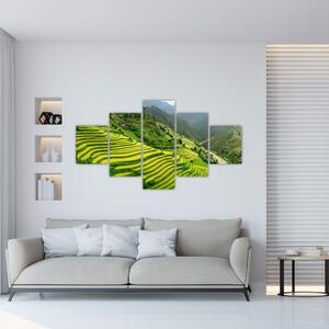 Obraz vinice (Obraz 125x70cm)