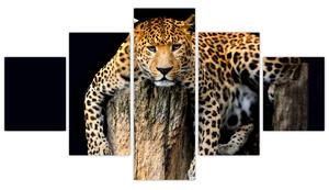 Leopard, obraz (Obraz 125x70cm)