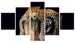 Leopard, obraz (Obraz 125x70cm)