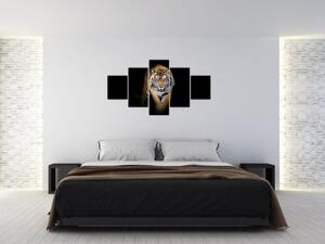 Tiger, obraz (Obraz 125x70cm)