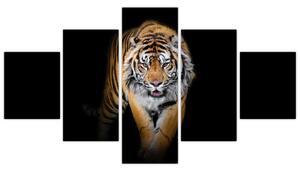 Tiger, obraz (Obraz 125x70cm)