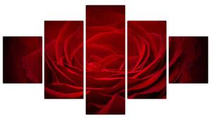 Makro ruža - obraz (Obraz 125x70cm)