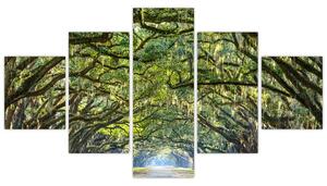 Aleje stromov - obraz (Obraz 125x70cm)