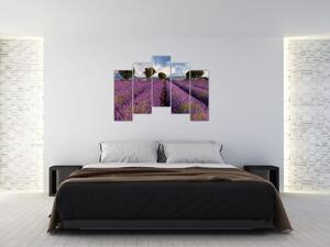 Obraz levanduľového pole (Obraz 125x90cm)