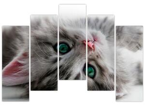 Obraz mačky (Obraz 125x90cm)