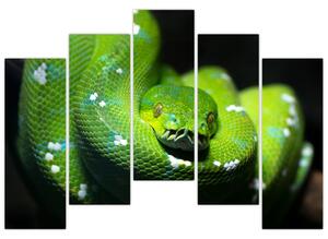 Obraz zvierat - had (Obraz 125x90cm)
