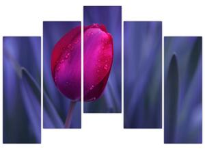 Obraz - tulipán (Obraz 125x90cm)