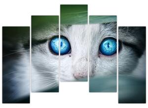 Obraz mačky, žiarivé oči (Obraz 125x90cm)