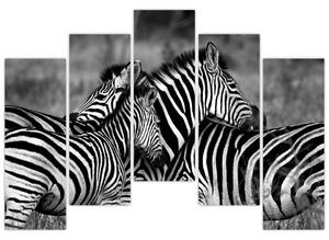Obraz - zebry (Obraz 125x90cm)