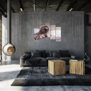 Obraz - pes v deke (Obraz 125x90cm)