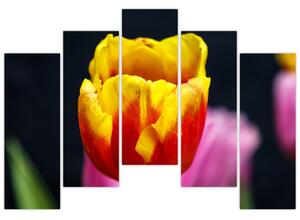 Obraz tulipánu (Obraz 125x90cm)