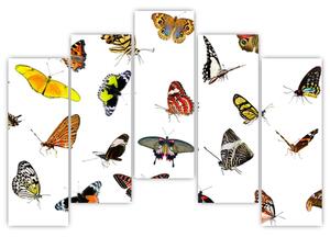 Obrazy motýľov (Obraz 125x90cm)