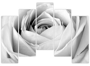 Čiernobiely obraz ruže (Obraz 125x90cm)