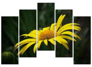 Obraz žltého kvetu (Obraz 125x90cm)