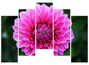 Obraz ružového kvetu (Obraz 125x90cm)