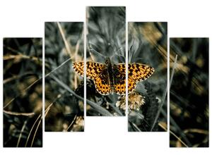 Obraz motýľa (Obraz 125x90cm)