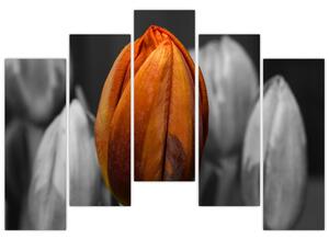 Oranžový tulipán medzi čiernobielymi - obraz (Obraz 125x90cm)