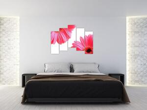 Obraz kvetín - astra (Obraz 125x90cm)