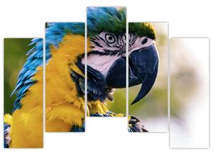Obraz - papagáj (Obraz 125x90cm)