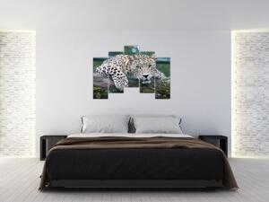 Obraz leopard (Obraz 125x90cm)