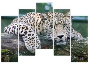 Obraz leopard (Obraz 125x90cm)