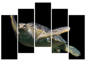 Obraz plávajúce korytnačky (Obraz 125x90cm)