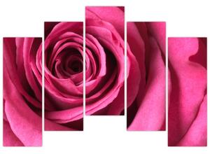 Obraz ružové ruže (Obraz 125x90cm)