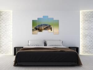 Obraz korytnačky - moderné obrazy (Obraz 125x90cm)