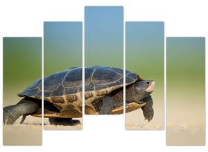 Obraz korytnačky - moderné obrazy (Obraz 125x90cm)