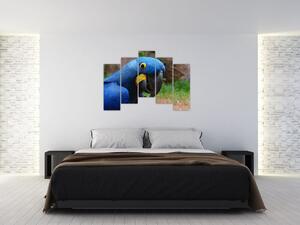Obraz - papagáj (Obraz 125x90cm)