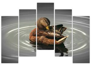 Obraz - kačice vo vode (Obraz 125x90cm)