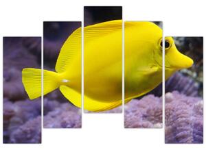 Obraz - žlté ryby (Obraz 125x90cm)