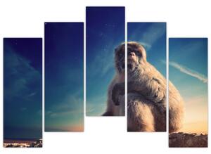 Obraz opice - obrazy zvierat (Obraz 125x90cm)