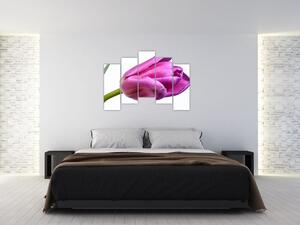 Obraz ružového tulipánu (Obraz 125x90cm)