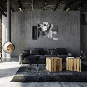 Čiernobiely obraz psa (Obraz 125x90cm)