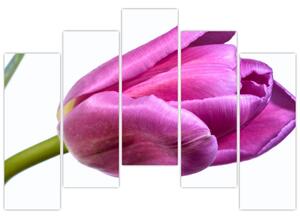 Obraz ružového tulipánu (Obraz 125x90cm)