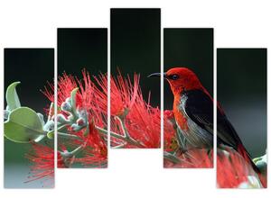 Obraz vtákov - červená (Obraz 125x90cm)