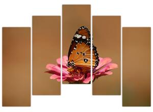 Obraz motýľa (Obraz 125x90cm)