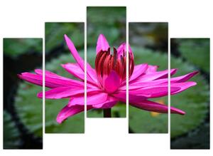 Obraz kvetu (Obraz 125x90cm)