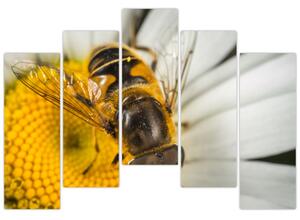 Obraz - detail včely (Obraz 125x90cm)