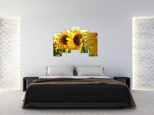 Obraz slnečníc na stenu (Obraz 125x90cm)