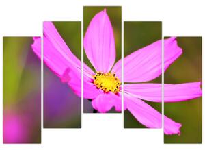 Obraz kvety (Obraz 125x90cm)