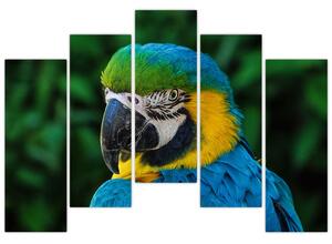 Obraz papagája (Obraz 125x90cm)