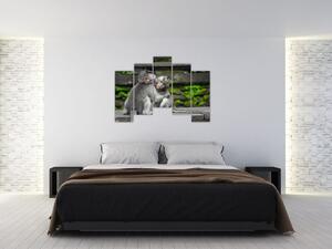 Obraz na stenu - opice (Obraz 125x90cm)