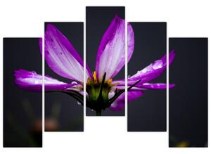 Obraz - kvety (Obraz 125x90cm)