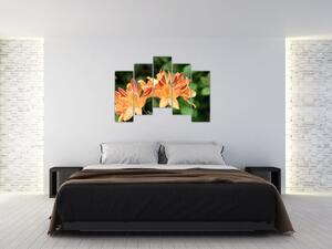 Oranžové kvety (Obraz 125x90cm)