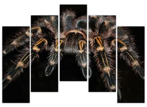 Obraz - Tarantula (Obraz 125x90cm)