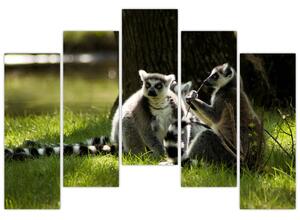 Obraz lemurov (Obraz 125x90cm)