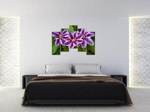 Súkvetia rastliny, obraz do bytu (Obraz 125x90cm)